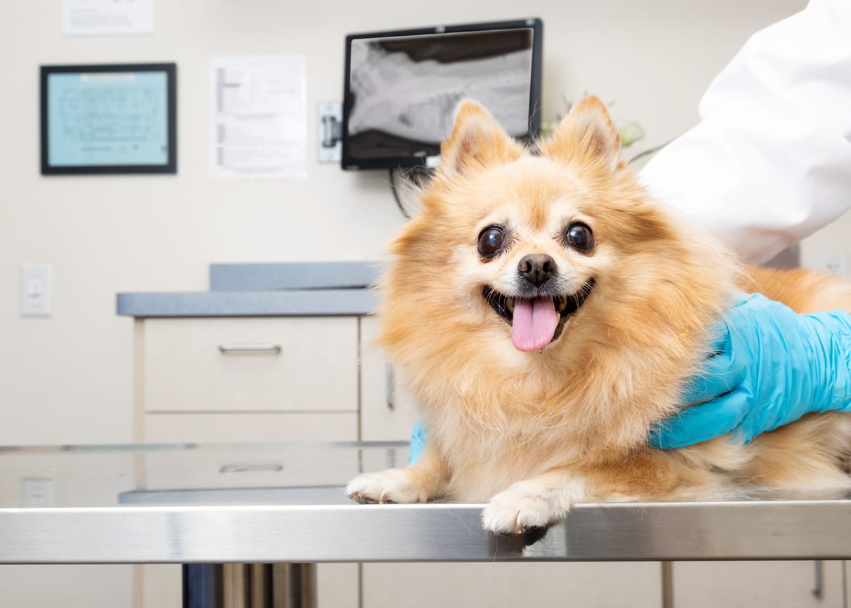dog-on-table-at-checkup