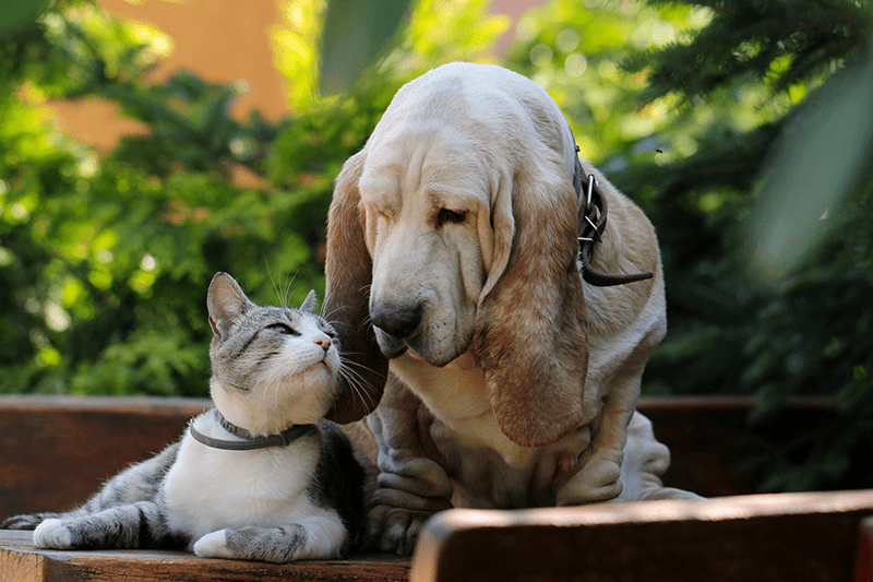 older-dog-younger-cat